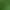 Trumpeter Hornbill