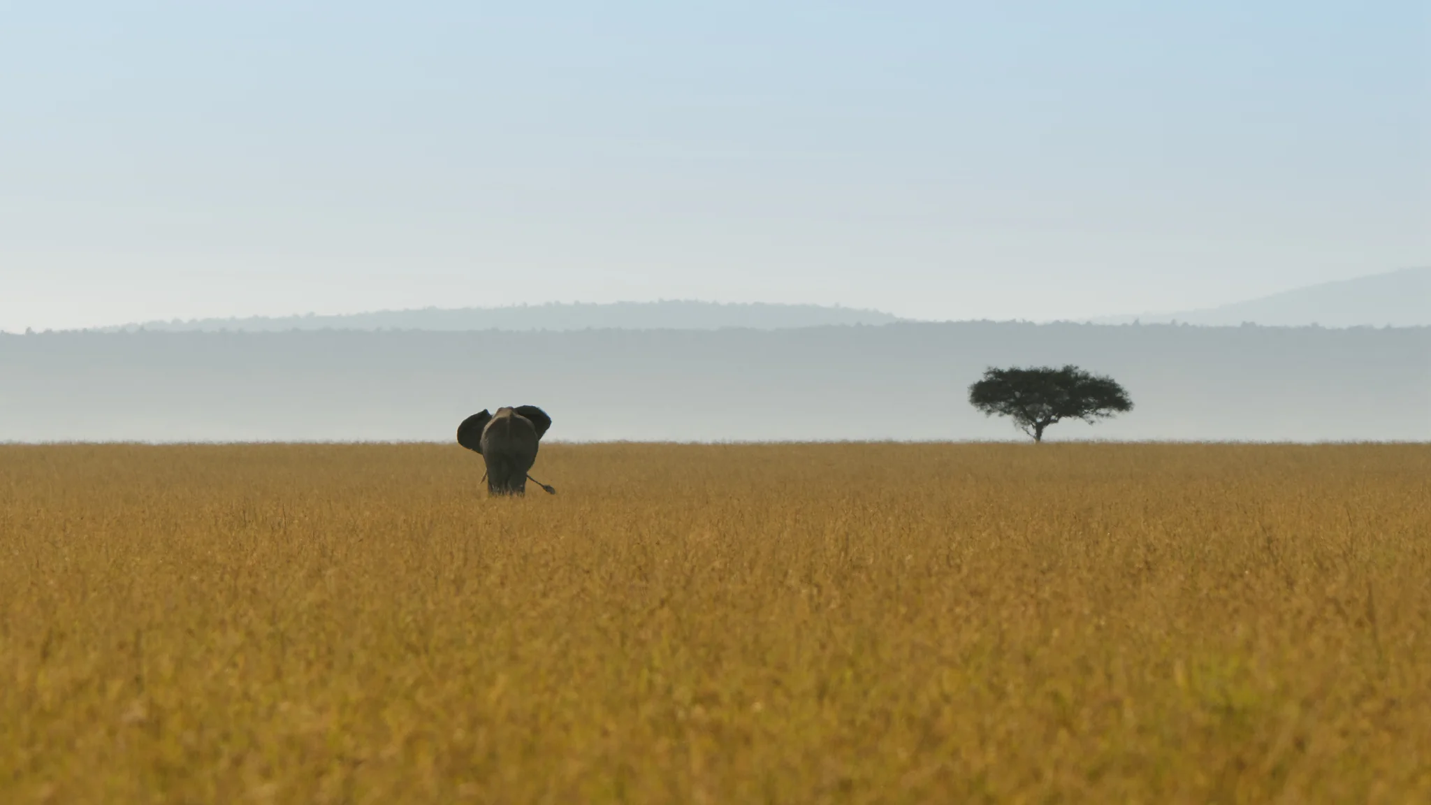 Elephant in the distance
