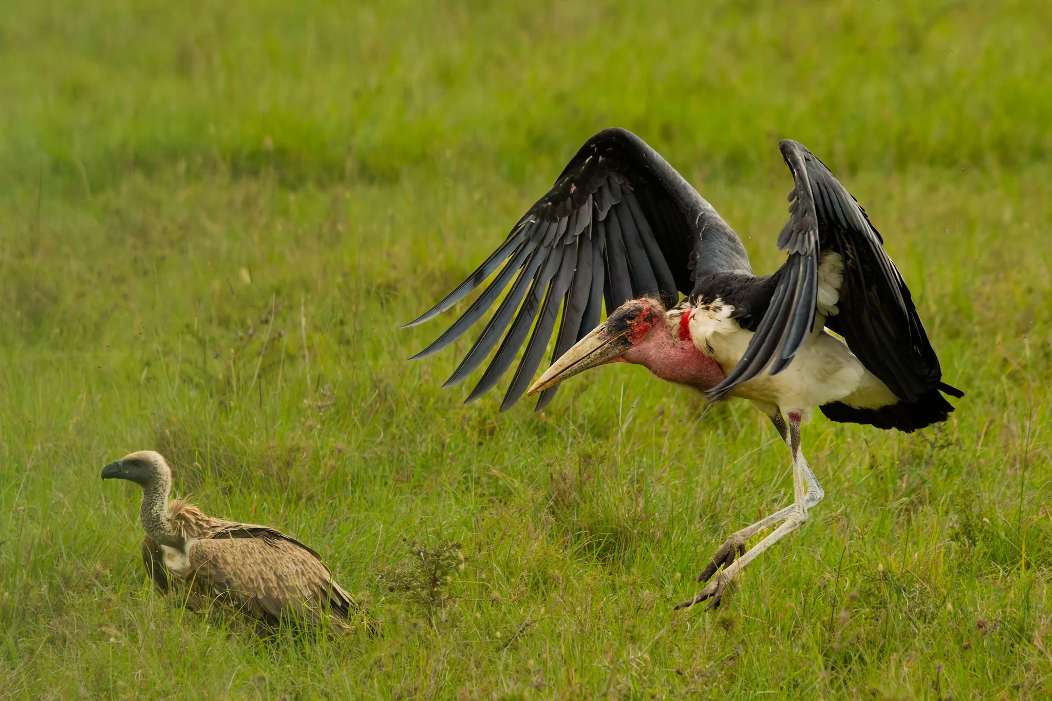 Marabou Stork