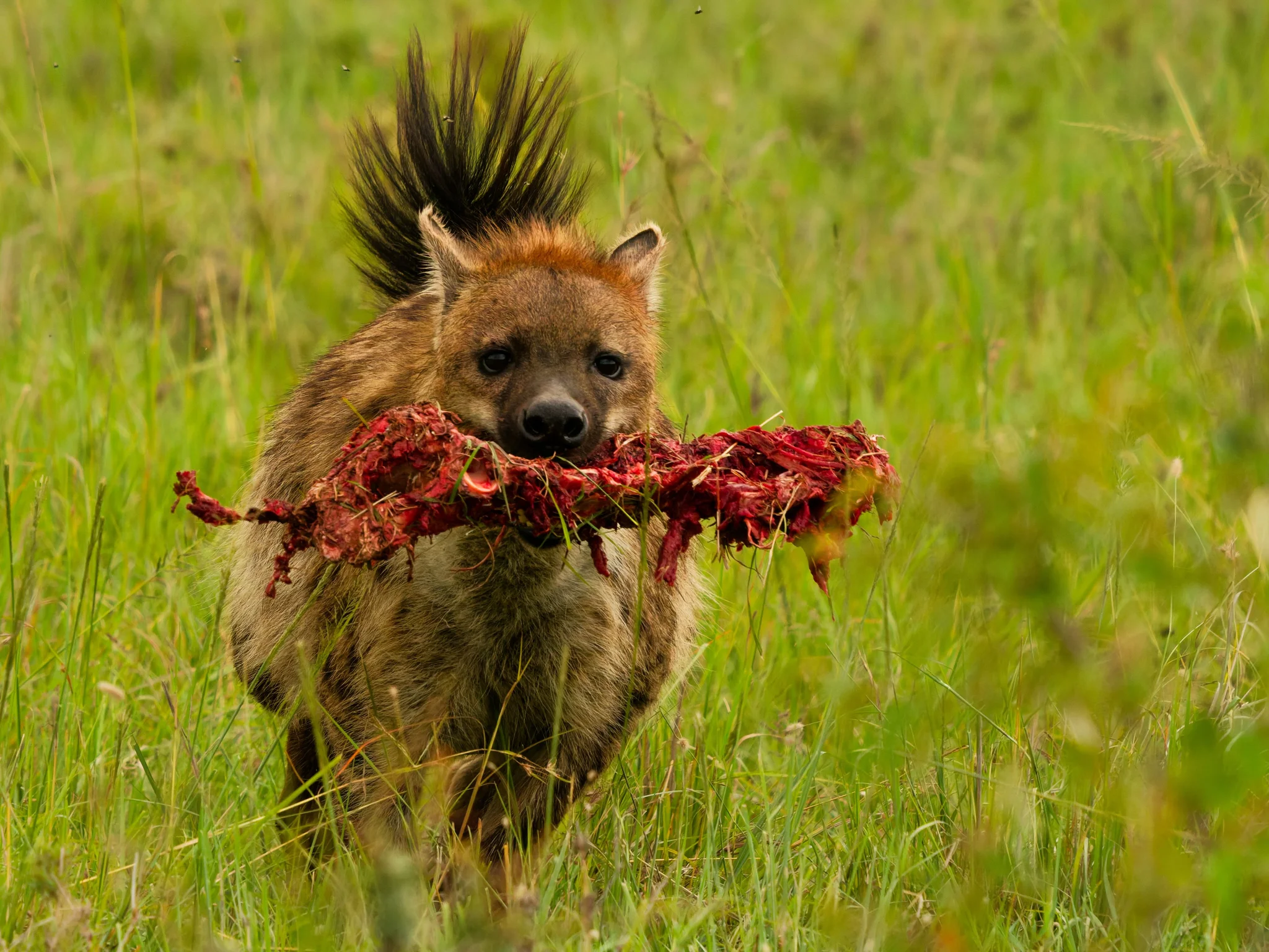 Hyena with bone