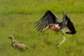 Marabou Stork
