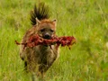 Hyena with bone