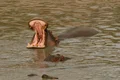 Yawning Hippo II