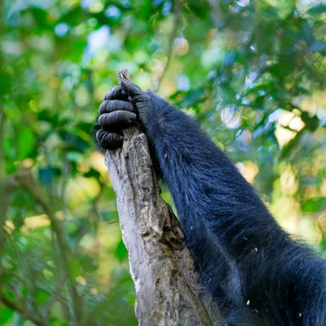 Mountain Gorilla Hand Close-up