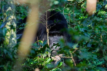 The Silverback Lurking