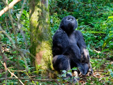 Teenage Gorilla (The Thinker)