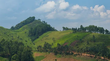 Tea plantages