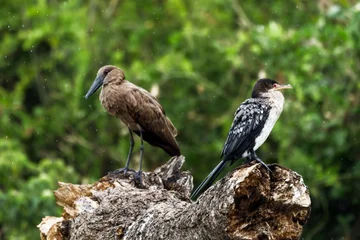 Hamerkop & Cormorant