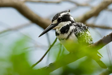 Pied Kingfisher Close-up