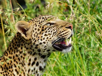 Close-up Leopard I