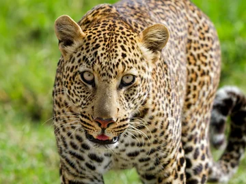 Close-up Leopard II