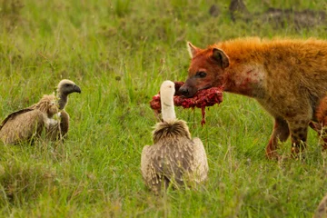 Hyena, bone, vultures