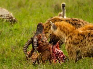 Hyena with topi's head