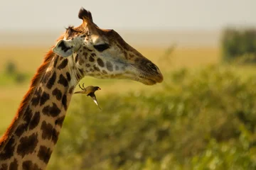 Giraffe & Oxpecker
