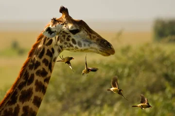 Giraffe & Oxpecker Stack