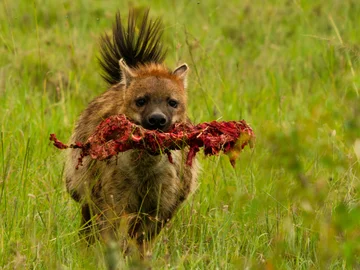 Hyena with bone