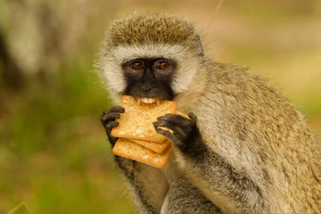 Vervet Monkey Eating Snack