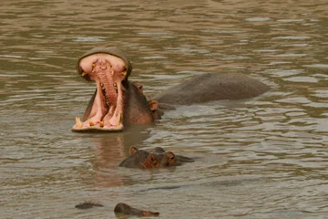 Yawning Hippo II