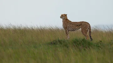 A cheetah preparing to hunt