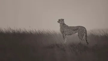 A cheetah preparing to hunt (B&W)