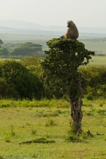 Baboon
