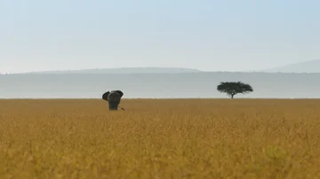 Elephant in the distance