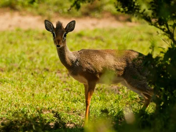 Dik-dik