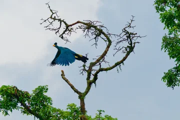 Turako