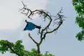 Turaco