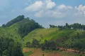 Tea plantages