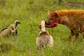 Hyena, bone, vultures