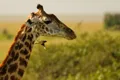 Giraffe & Oxpecker