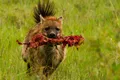 Hyena with bone