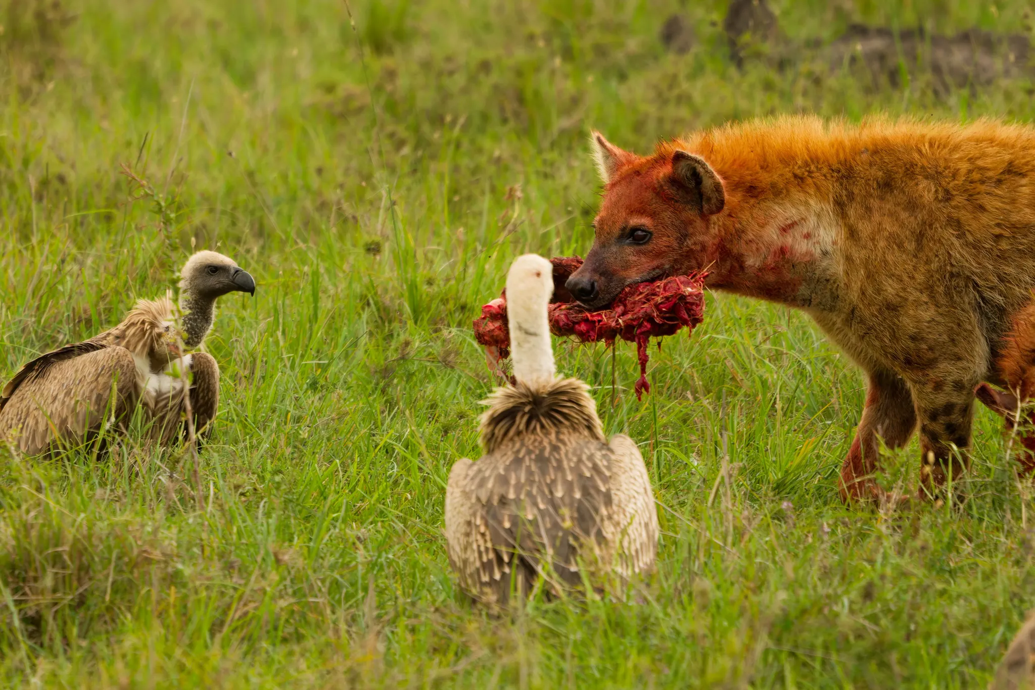 Hyena, bone, vultures