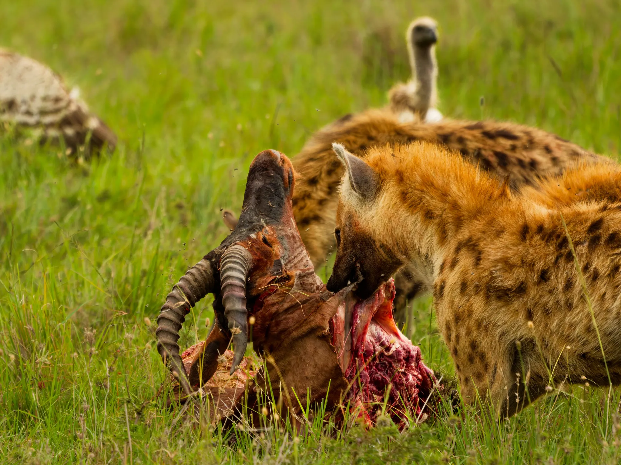 Hyena with topi's head