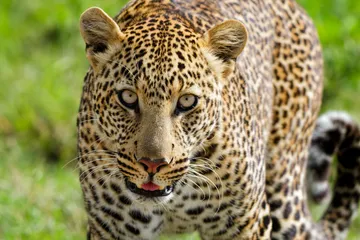 Detailní záběr na Leoparda II