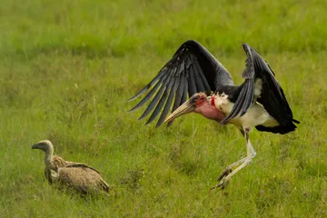 Marabu africký