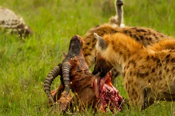 Hyena s hlavou topiho