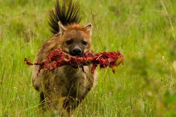 Hyena s kostí