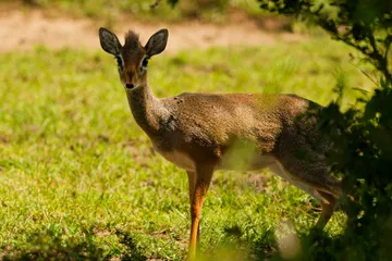 Dik-dik